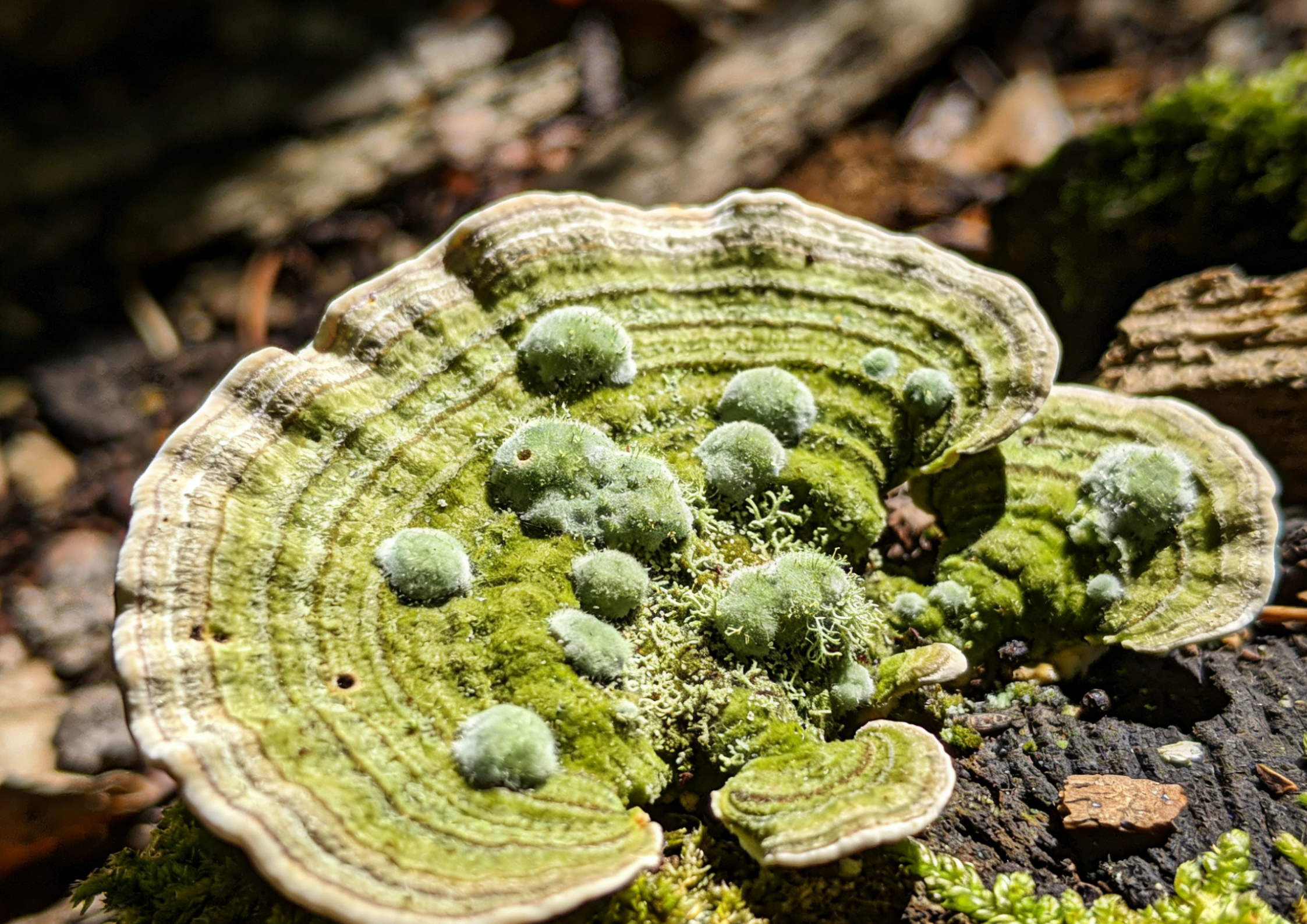 mold growing on turkey tail mushroom